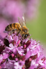 Honey Bee (Apis mellifera) on Oregano (Origanum vulgare)