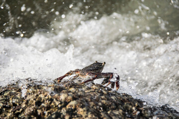 Crab water