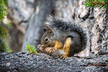 Squirrel