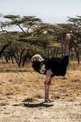 Ostrich Ethiopia