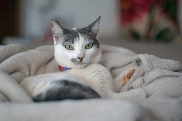 A beautiful white female cat with gray ears lying on of blanket on the bed. Animal world. Pet lover. Animals defender. Cat Lover.