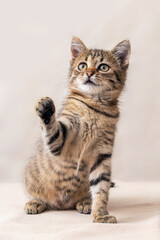 Fototapeta na wymiar Little cute kitten with raised paw on blurred background, playful kitten