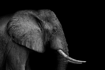 Big elephant with tusks on black background