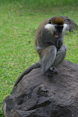 Monkey