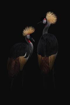 Black crowned cranes with multicolored plumage in darkness