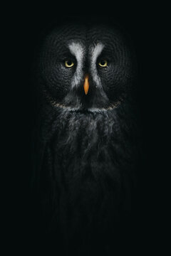 Wood owl with ornamental plumage in darkness