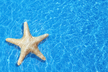 Fototapeta na wymiar Beautiful sea star on clear blue water, top view