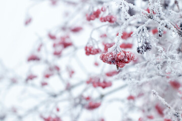 Viburnum bush with frost-covered red berries and branches