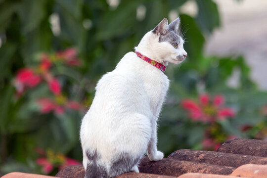Cat on the roof. A white female cat with gray ear sitting on the roof Animal world. Pet lover. Animals defender. Cat lover