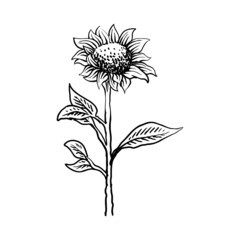 girassol or beautiful sun flower detailed drawing illutration