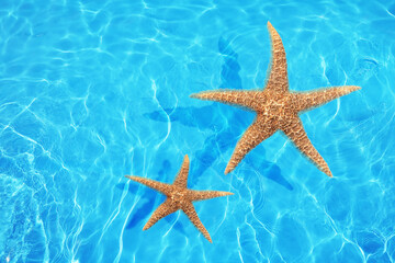 Fototapeta na wymiar Beautiful sea stars on clear blue water, top view