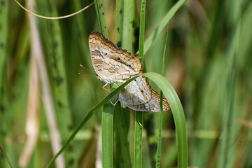 Butterflies mating in grass at the swamp