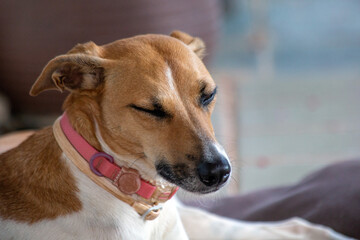 A white and brown spotted female dog sleeping on the porch of the house. Pink collar. Animal world. Pet lover. Animals defender. Dog lover.