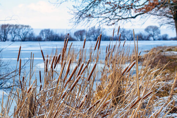 Winter landscape with reeds on the shore river