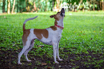 Portrait of a white and brown spotted female dog looking up. Sunny day in the backyard. Animal...