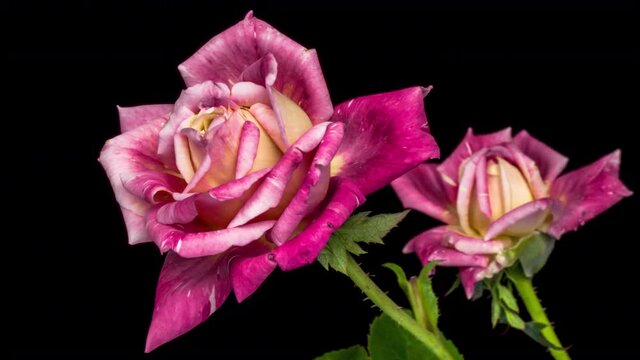 Beautiful opening pink roses on black background. Holiday, love, birthday design backdrop. Bud closeup. Macro. 4K video timelapse