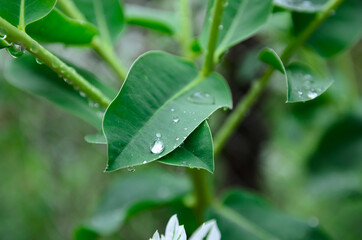 plant leaves after rain close-up