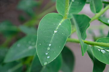 Fototapeta na wymiar plant leaves after rain close-up