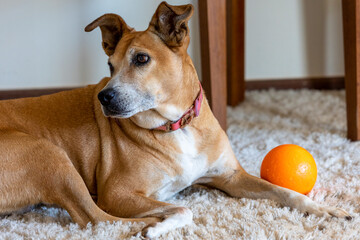 A senior female dog sunbathing lying on the rug. Next to your orange ball. Animal world. Pet lover....