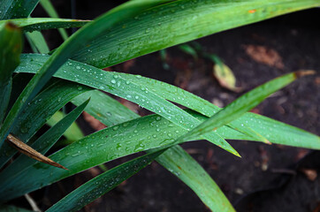 plant leaves after rain close-up