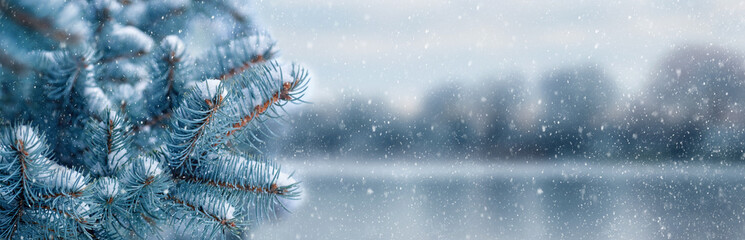 Naklejka na ściany i meble Snow-covered spruce near the river during a snowfall
