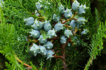 young green fruits of thuja close-up