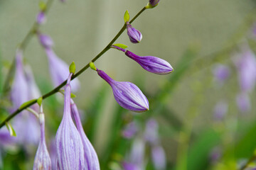 .Purple flowers. Flowers - bells..Green background. Twig of flowers.