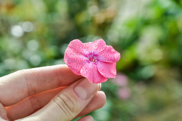 .Flowerbed of flowers. Pink flowers. Flowers in the garden. Dew on the flowers..Hand holds a flower