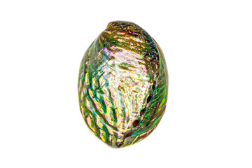 Iris Galiotis, the common name for the black-footed paua or rainbow abalone, is a species of edible sea snail and sea gastropod mollusc in the Haliotidae family. Green iridescent perdamage color.