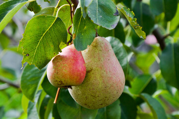 Fruit .Pears. Pears on a branch. Pears in the garden..Green pears with a red side