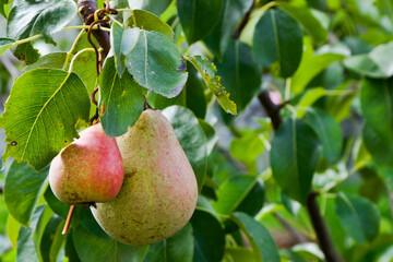 Fruit .Pears. Pears on a branch. Pears in the garden..Green pears with a red side