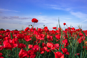 Field of poppies on a cloudy sky