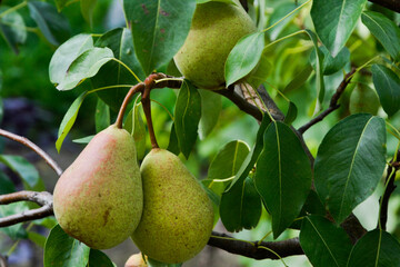Fruit .Pears. Pears on a branch. Pears in the garden..Green pears with a red side