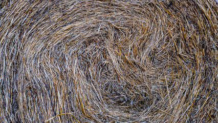 yellow hay bale texture. straw backdrop.