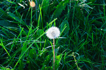white fluffy dandelion in the green grass