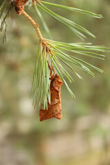 Close-up of Zenophassus is a monotypic moth genus of the family Hepialidae