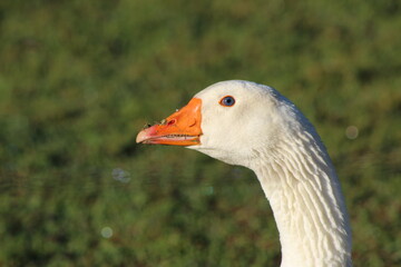 white goose on the grass