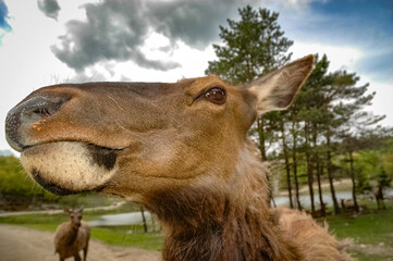 Obraz premium Elk wondering in the canadian wilderness.