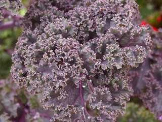 Close up on tightly curled from dark purple to bright burgundy foliage of stunning Redbor Kale's...