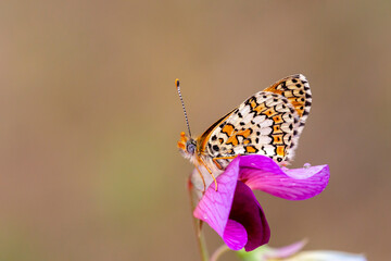 a butterfly that feeds on purple flowers, Melitaea cinxia