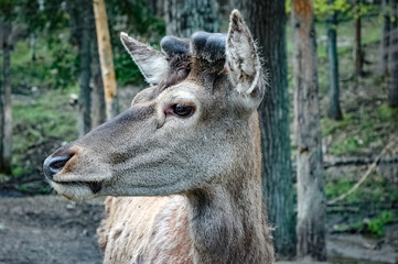 Elk wondering in the canadian wilderness.