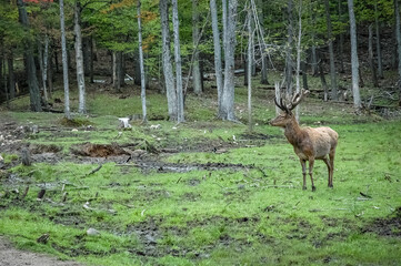 Elk wondering in the canadian wilderness.