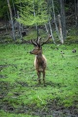 Elk wondering in the canadian wilderness.