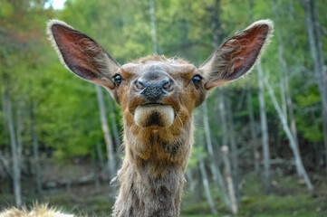 Elk wondering in the canadian wilderness.