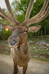 Elk wondering in the canadian wilderness.