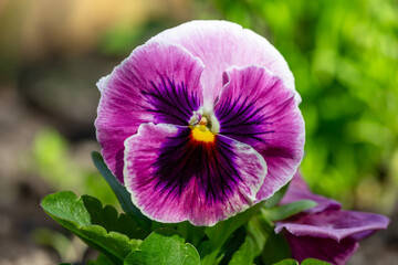 Pink and purple viola flower on a sunny summer day macro photography. Blooming garden pansy flower with bright bicolor petals close-up photo in summer