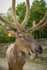 Elk wondering in the canadian wilderness.