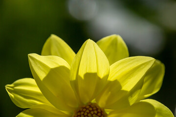 Obraz premium Blossom yellow dahlia flower on a summer sunny day macro photography. Garden dahlia with bright yellow petals in the sunlight close-up photography.