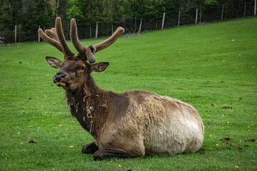 Naklejka na ściany i meble Elk wondering in the canadian wilderness.