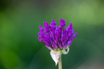 Blossom purple giant onion macro photography on a sunny summer day. A garden plant allium giganteum blooming in the form of a large purple ball close-up photo in summertime.	